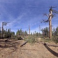 Tornado Damage in Arizona Forest
