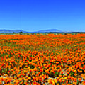 Antelope Valley California Poppies