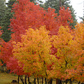 Fall Colors 2