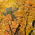 Fall Colors 3