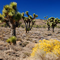 Joshua Trees on Lee Flat